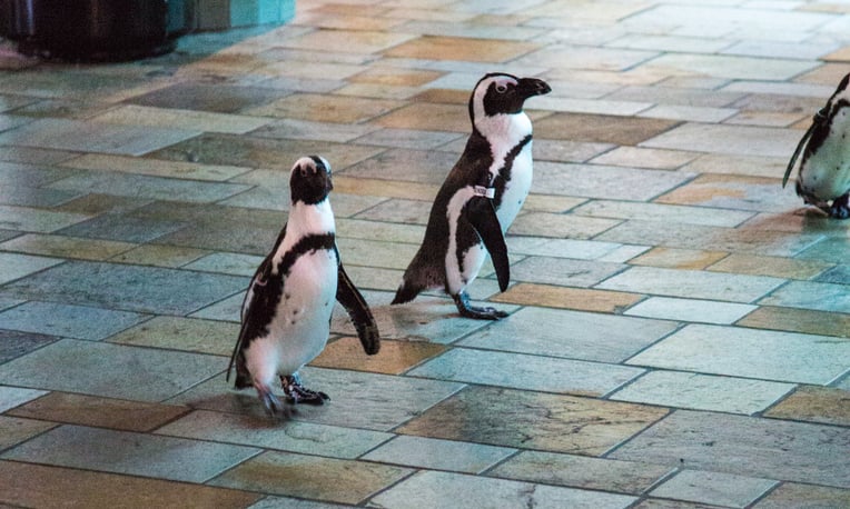 企鵝,水族館,企鵝趴趴走