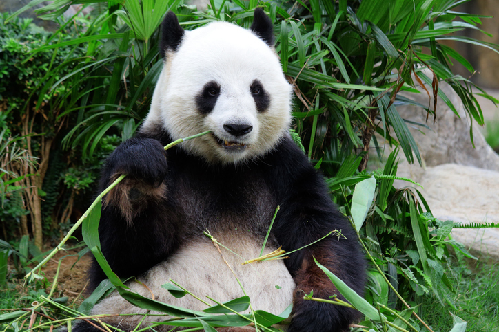 動物園,線上動物園,大熊貓,熊貓實況秀,熊貓吃竹子
